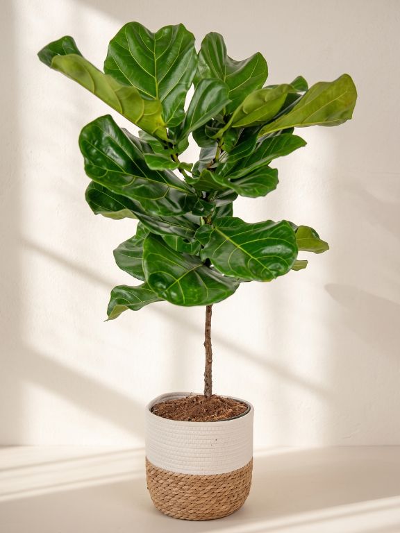 10 INCH FIDDLE LEAF FIG PLANT IN DECO BASKET